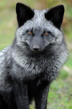 fuckyeahfoxfriends:  fancyjoltik:  I’m givin you bitches sum fuzzy animals, because bitches luv fuzzy animals.  Silver fox appreciation post! Man I love silver foxes. 