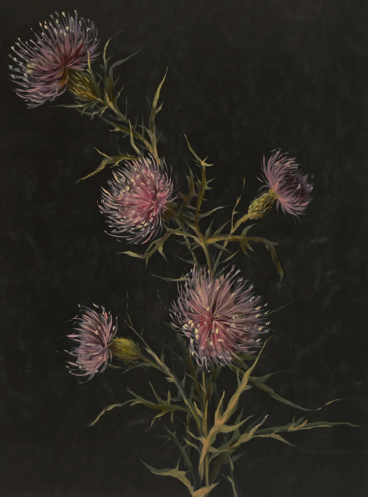clawmarks: Sophia L. Crownfield - Drawing, thistles - c. 1890 - via Cooper Hewitt