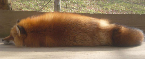 everythingfox: Here’s another loaf