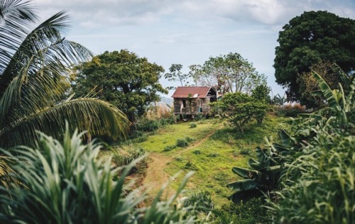 trinbagoculture: Life in Paramin. Trinidad and Tobago.