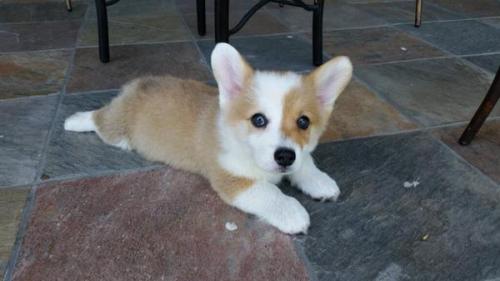 Baby Animals ‏@BabyAnimalPics  Meet the cutest little corgi ever! 