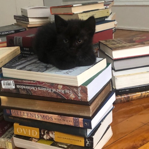 Porn photo daily–cats:  Cats & Books ♡