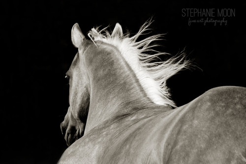 (2)  Stephanie Moon is a fine art photographer with a specialty in horses. Her ability to capture th