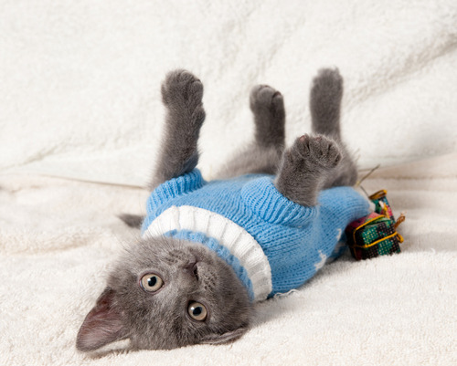 CATS. IN. SWEATERS.  porn pictures