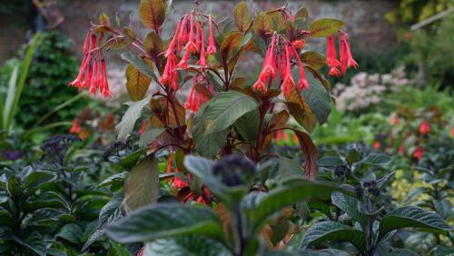 Fuchsia triphylla.