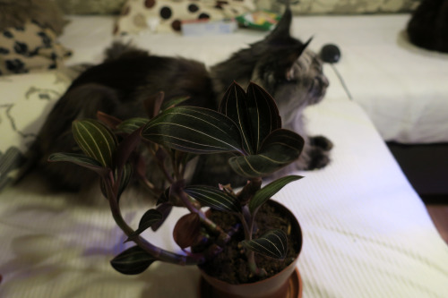 jewel orchid and cats