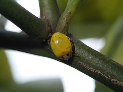 “Is this good for my mikan tree or bad? It was walking and sitting on the branches, not on the leave