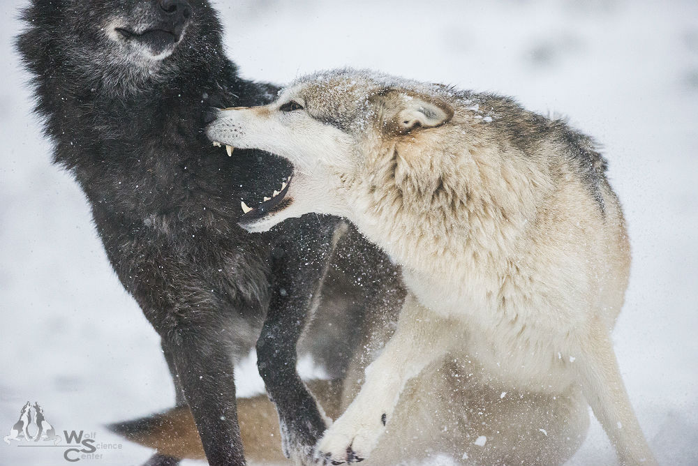wolfscience:  Photo: Rooobert Bayer 