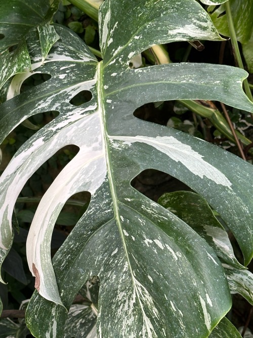 Plant Of The Day