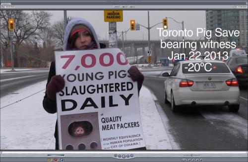 chronicallyvegan:   *Photo credit to Anita Krajnc of Toronto Pig Save* Today in Toronto it was -23 w
