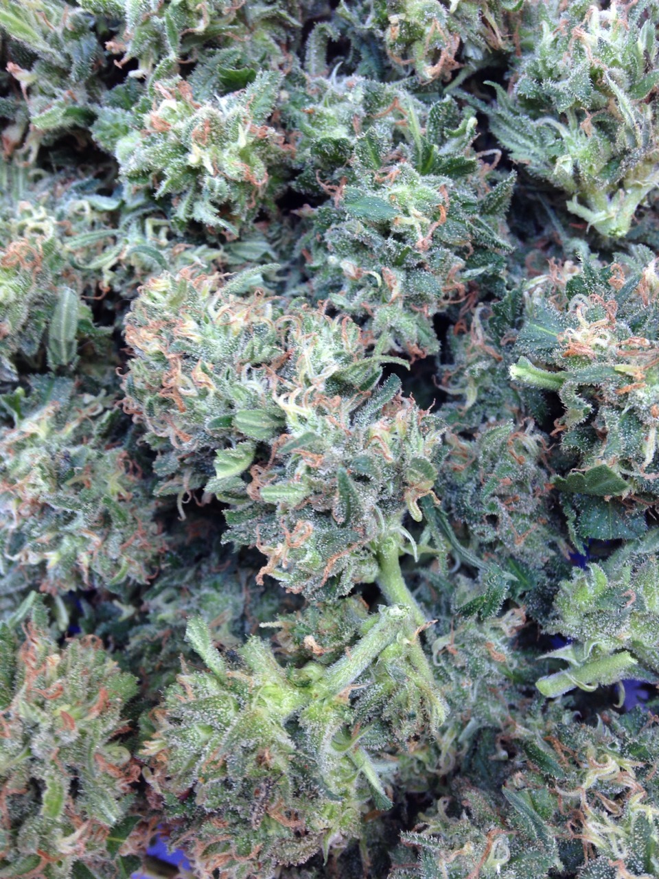 the-infamous-mobb:  homegrown&lt;3 s/o to my nigga seanzee wutang 