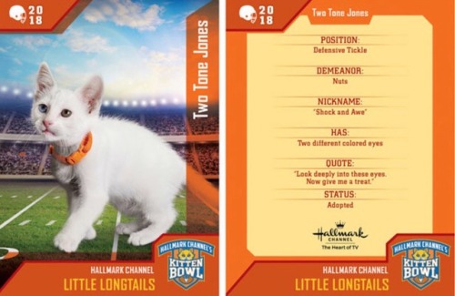 analgesicsleep:Hallmark Channel presents: KITTEN BOWL V, FEBRUARY 4, 2018Team: Little LongtailsMembe