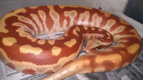 fattynoodles:The sire and dam to the female ½ Cherry Bomb albino t+ I just put a down payment on.Now