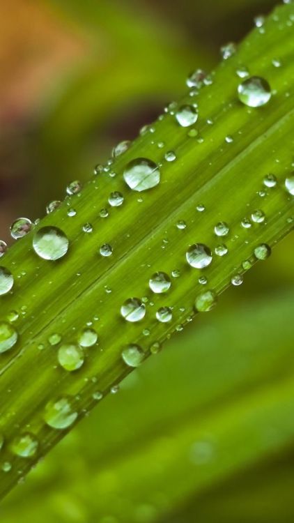 Drops, green, leaf, droplate, 720x1280 wallpaper @wallpapersmug : https://ift.tt/2FI4itB - https://i