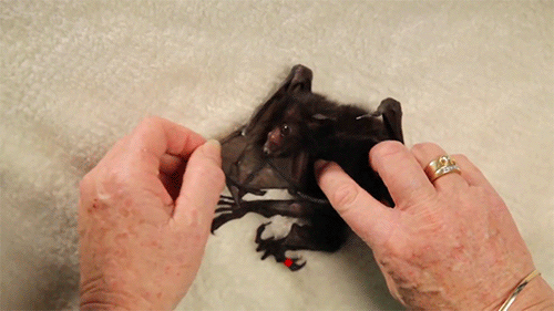 XXX huffingtonpost:  These baby bats swaddled photo