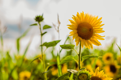 Fields of Gold IV