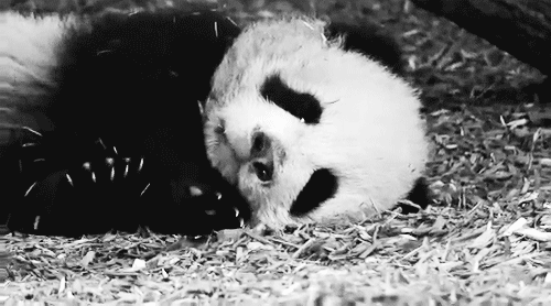 the-personal-quotes:  feeling sad? look at this baby animal blog!