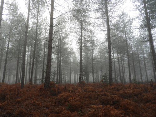 90377:Dibden Fog by Courtney Banks