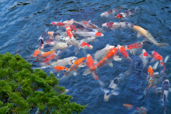 atraversso:  YOKOHAMA ENGLISH GARDEN  by Yamabuki  