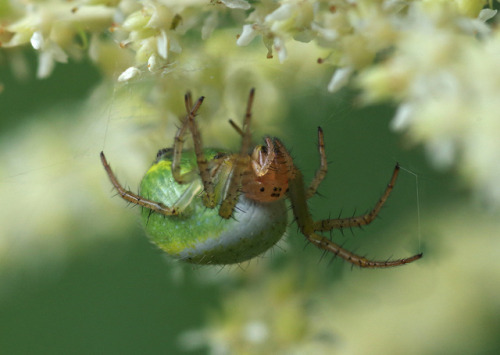 A cucumber spider - Araniella Sp. setting up in the spiraea blossom.