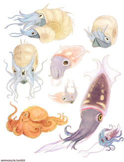 ommanyte:  I live for Poké-cephalopods 