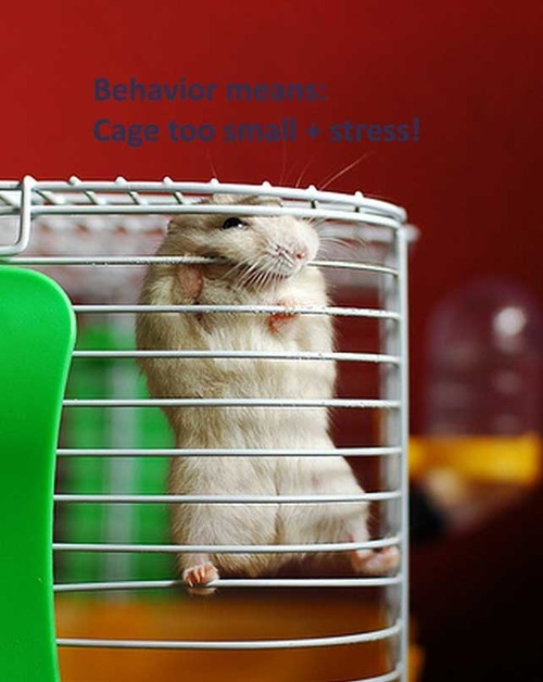 Porn photo 10 Steps To Care For Your Hamster (long post!)