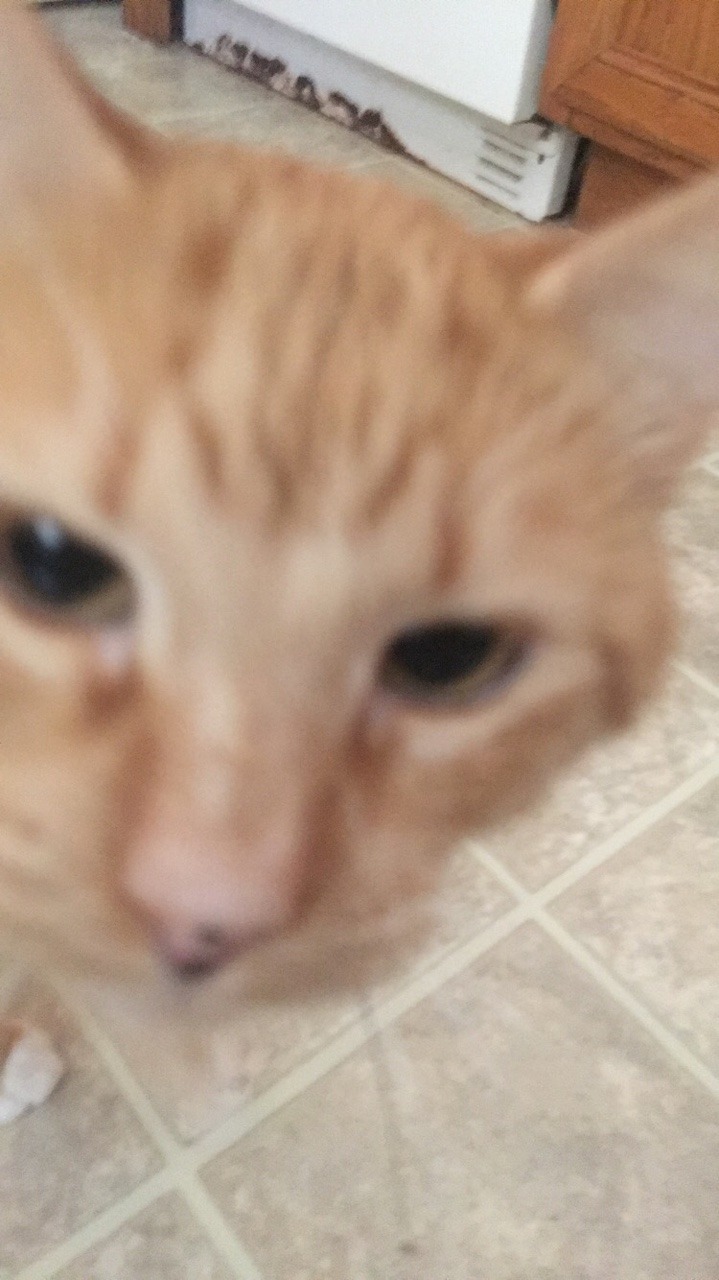 Unflattering Cat Selfies