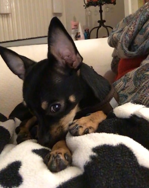 My Dog Literally When Watching Bts Being Bts On My IPad 