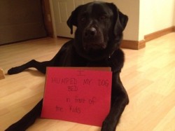 Dogshaming