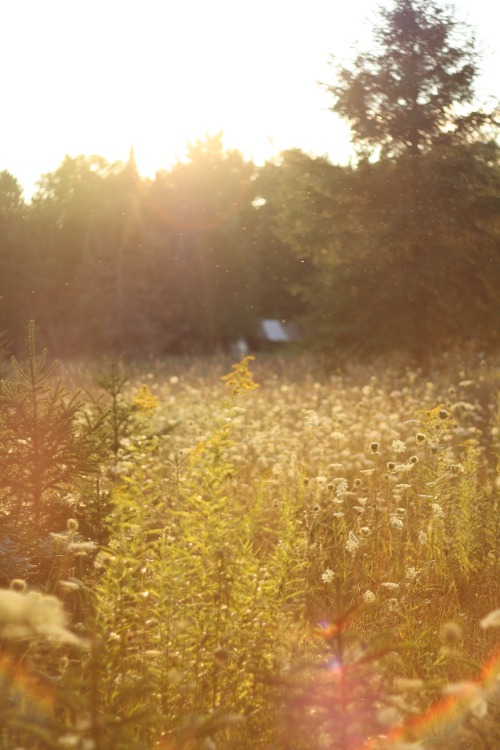 chaosinthewoods: the end of summer  Chaos in the Woods Photography