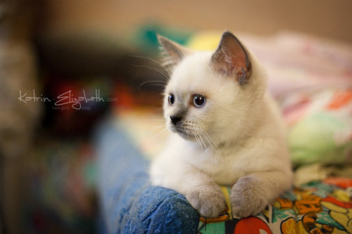 simba-iceberg:Very gentle kitten with expressive blue eyes - Bubenchik of Simba Iceberg! Scottish st