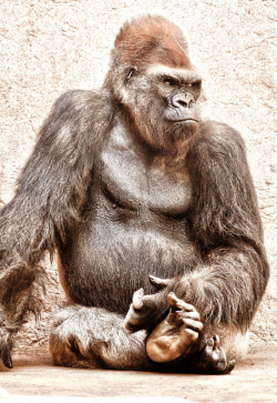 sdzsafaripark:  Western lowland gorilla silverback, Winston | Photo by Maria Morales 