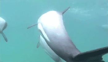 i-am-seawolf: Maui Dolphins