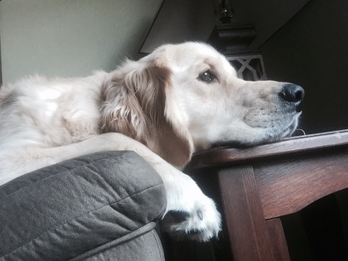 humancredentials: Finn is doing some deep thinking about life today.