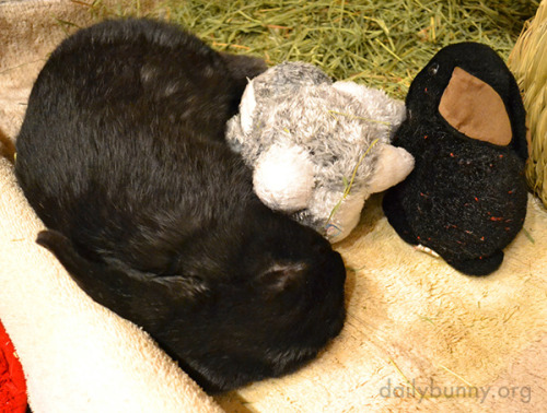 dailybunny:Bunny’s Probably Dreaming About All the Treats Santa Will Bring HimThanks, Kathy, Evan, a