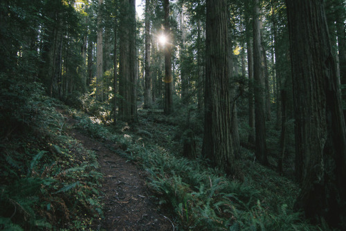90377: Del Norte Coastal Redwoods by Graham Spencer // Mines of the West