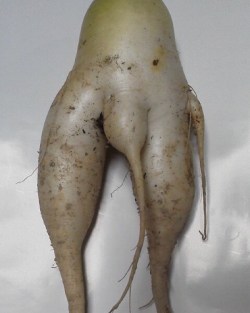 My Mother Sent A Text To Me. &Amp;Ldquo;Hey Look!Really Sexy Radish;)Right?&Amp;Rdquo;