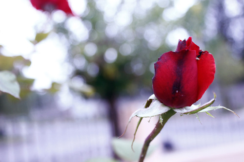 gustavoburela:  Titulo: Flores I 