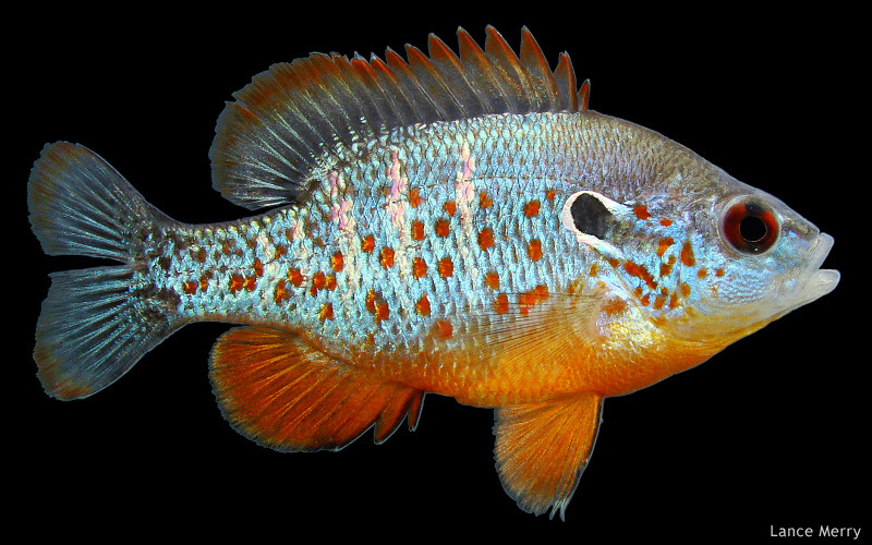 North American Native Fishtanks — Orangespotted Sunfish (Lepomis
