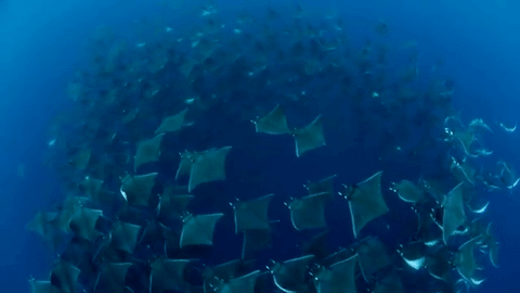 nubbsgalore:  closely related to sharks but with long, flat bodies and wing-like