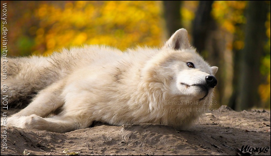 magicalwolves: Not interesting enough to make me standby *woxys 