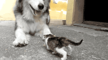 tastefullyoffensive:  Malamute Meets Kitten for the First Time 
