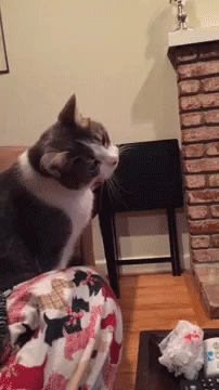 sizvideos:  This cat gets hypnotized by a