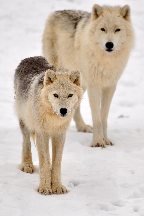 beautiful-wildlife:  Little me … by Natally