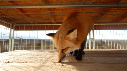 Two sweet vixens, having earned their trust over the years has been one of the most rewarding thing 