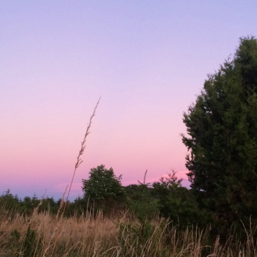 softwaring:  I went for a walk n it was really pretty