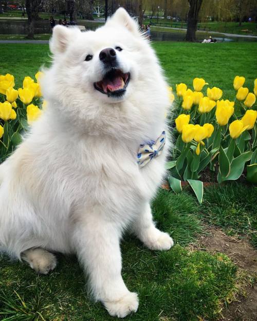 harvarddangerfield:  I’ve been practicing my smile in the mirror for photo ops like just like this 🐻😄💐  (at Public Garden) 