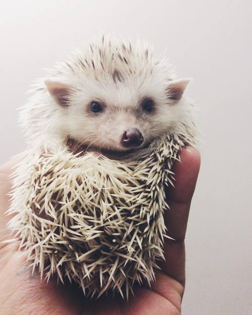 travelballoons:  Hi #Hedgehog #ringothehedgehog #ringo #spike #animal #hedgie #hedgies #hedgehoglove