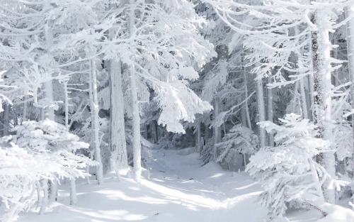 wh1teshad0w: White Woods