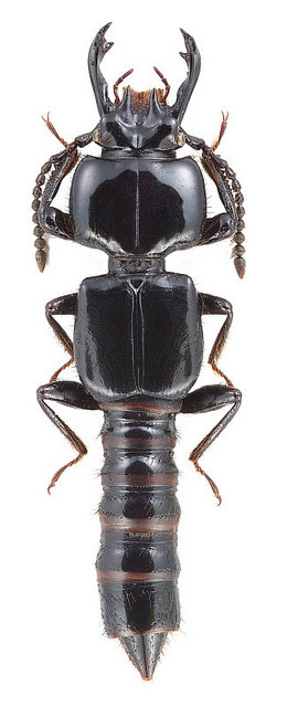 wapiti3:photos by Harald Schillhammer on Flickr.#1 Borolinus dietmarleutzi (Fam. Staphylinidae), Chi